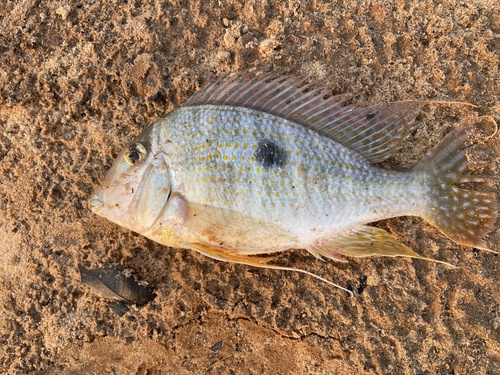Redhump eartheater (Geophagus proximus) — Cichlidae — 2