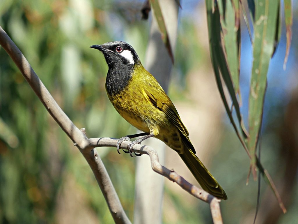 White-eared Honeyeater photo