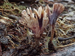 Podoscyphaceae