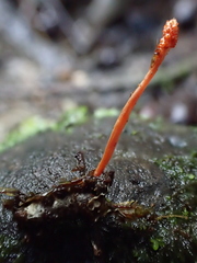 Ophiocordycipitaceae