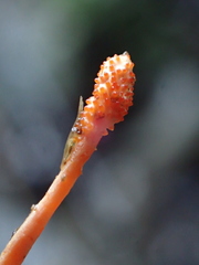 Ophiocordycipitaceae