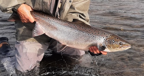 Atlantic Salmon