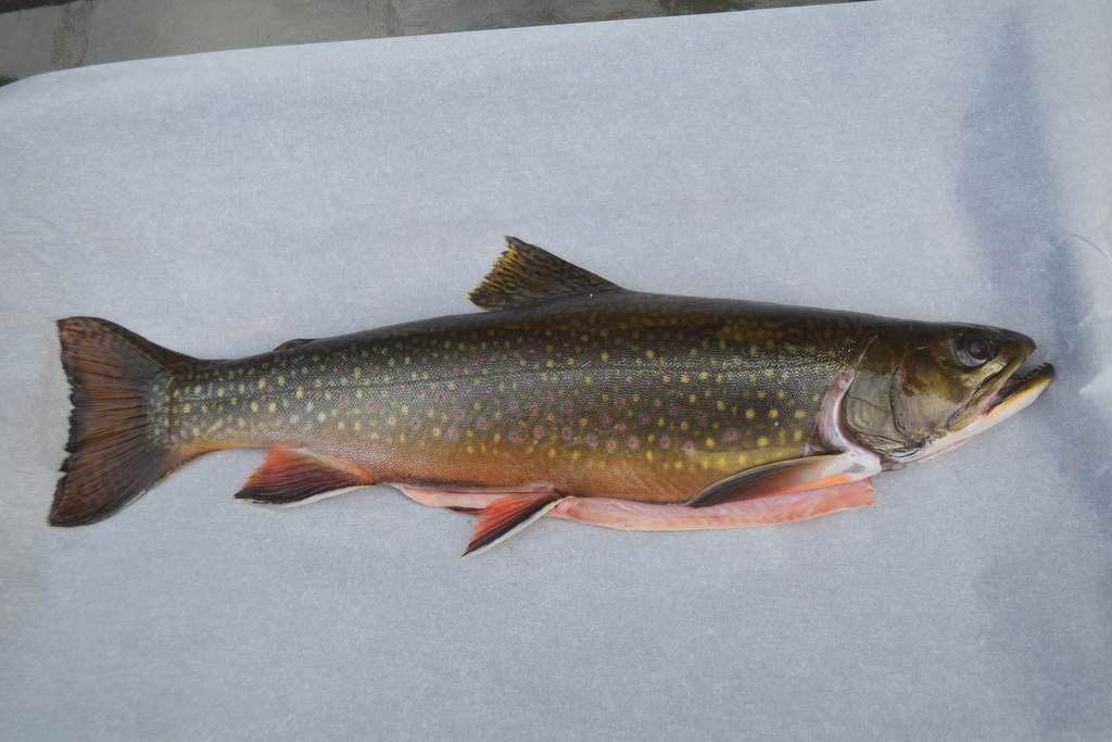 Brook Trout from NordduQuébec, QC, Canada on September 7, 2023 at 0534 PM by Kathy b