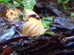 Catonephele salambria