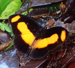Catonephele salambria