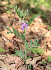 Lathyrus komarovii