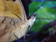 Catonephele salambria