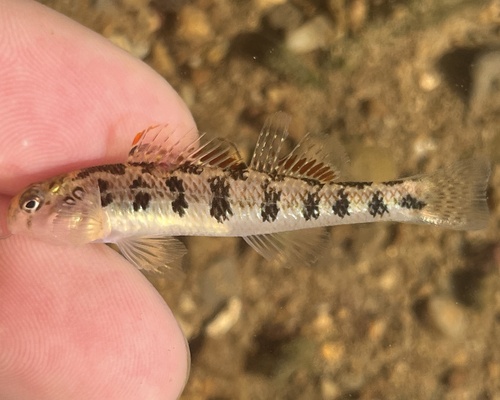 Kentucky darter (Etheostoma rafinesquei) — Percidae — 3