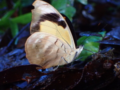 Catonephele salambria