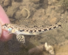 Bluegrass Darter photo 4