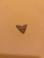 Lepidoptera