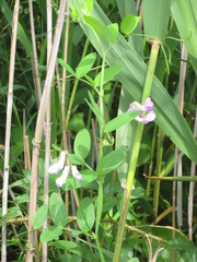 Lathyrus palustris pilosus