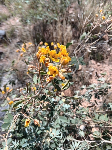 Coues' senna (Senna covesii)