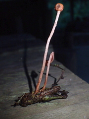 Paraisaria amazonica