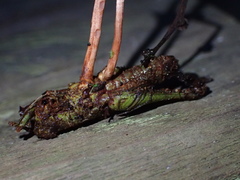 Paraisaria amazonica