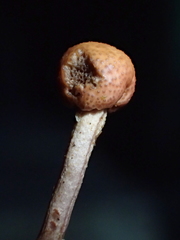 Paraisaria amazonica