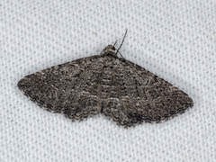 Chrysolarentia squamulata