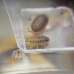 Porcellio scaber