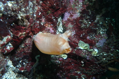 Halocynthia aurantium
