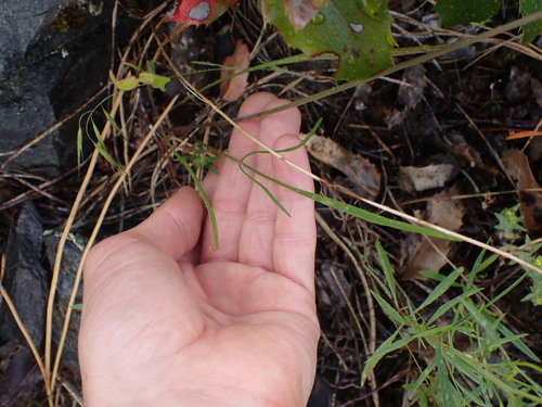 Image of Lomatium simplex by no rights reserved