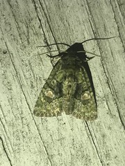 Phosphila miselioides