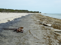 Cyclura cychlura