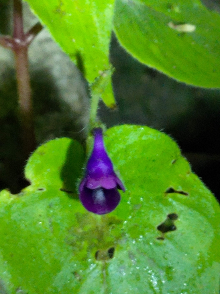 Microchirita purpurea (Microchirita purpurea)
