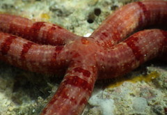 Copidaster lymani
