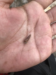 Melanoides tuberculata