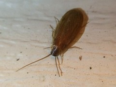 Compsodes schwarzi