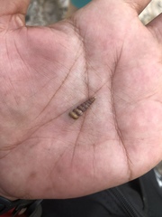 Melanoides tuberculata