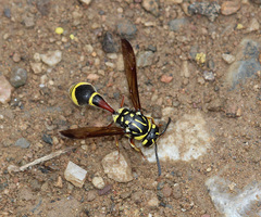 Coeleumenes impavidus