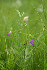 Lathyrus palustris pilosus