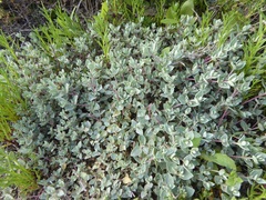 Atriplex watsonii