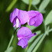 Marsh Pea - Photo (c) V.S. Volkotrub, some rights reserved (CC BY-NC)
