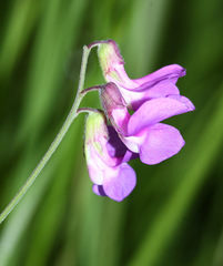 Lathyrus palustris pilosus