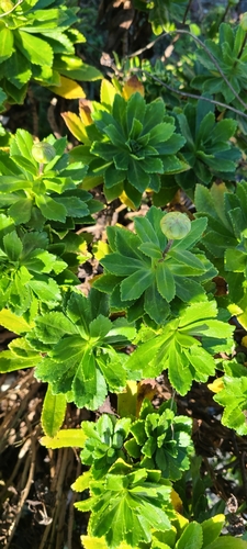 Nipponanthemum nipponicum