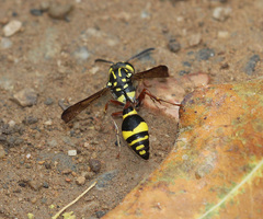 Coeleumenes impavidus