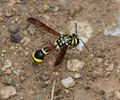 Coeleumenes impavidus