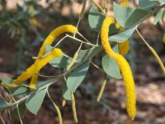 Acacia mountfordiae