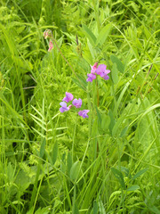 Lathyrus palustris pilosus