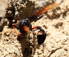 Delta pyriforme circinale