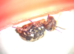 Ptenothrix maculosa
