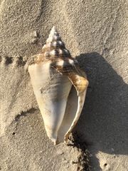 Macrostrombus costatus