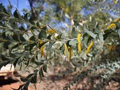 Acacia mountfordiae
