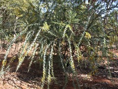 Acacia mountfordiae
