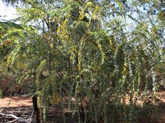 Acacia mountfordiae