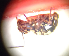 Ptenothrix maculosa
