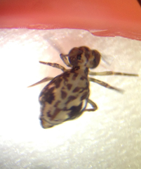 Ptenothrix maculosa