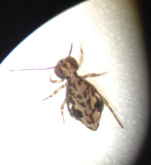 Ptenothrix maculosa